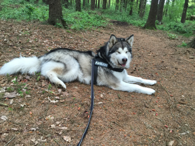 Kurouk bei einer Pause im Wald